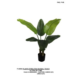 PL.STERLICIA RT 90CM UNICO