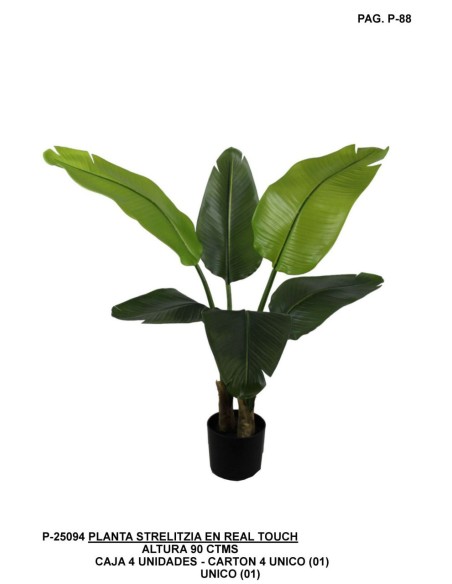 PL.STERLICIA RT 90CM UNICO