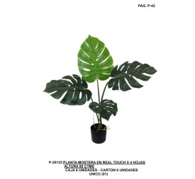 PL.MOSTERA X 4 80CM UNICO