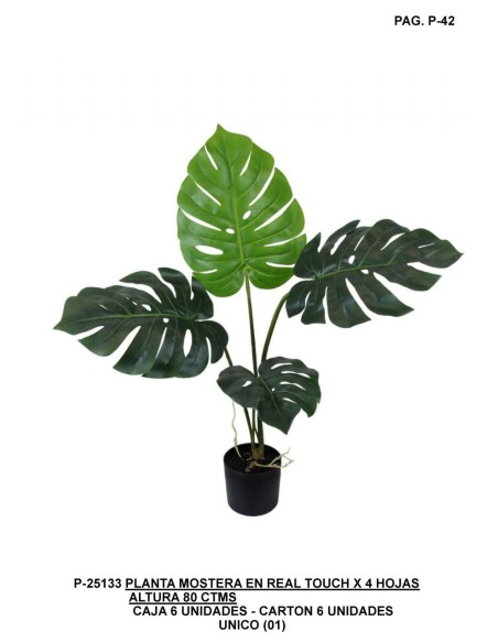 PL.MOSTERA X 4 80CM UNICO