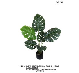 PL.MOSTERA X 6 88CM UNICO