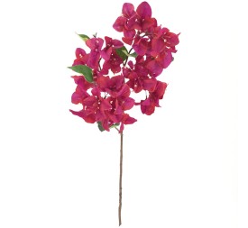 BOUGANVILLEA (6253-07)