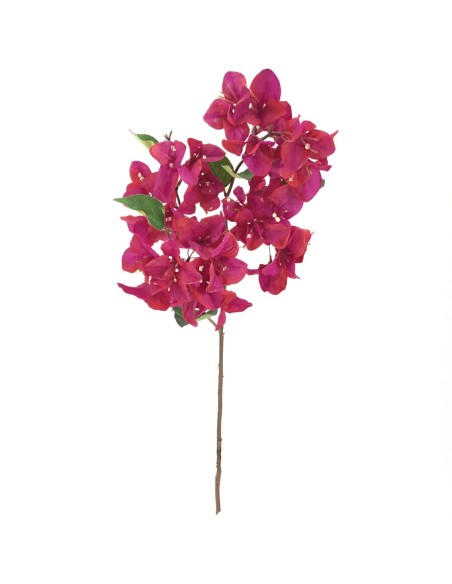 Bouganvillea