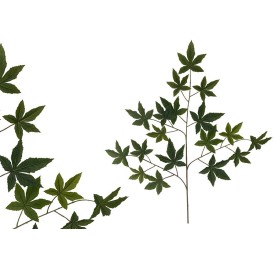 VARA HOJAS DE ARCE R/T X 18 - 68 CM