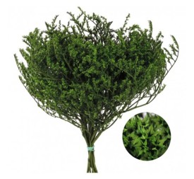 TATARICA 100 GRS. VERDE(P67)