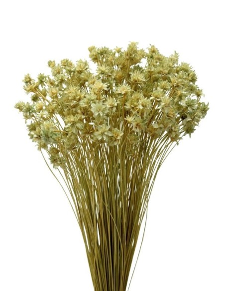 HILL FLOWER 45 cms. VERDE (F60)