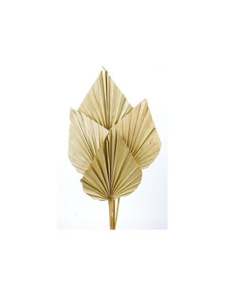 PALM SPEAR 50 cms. 8/10 cms. NATURAL (01)