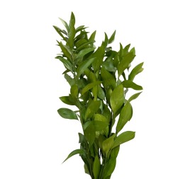 RUSCUS PRESERVADO VERDE
