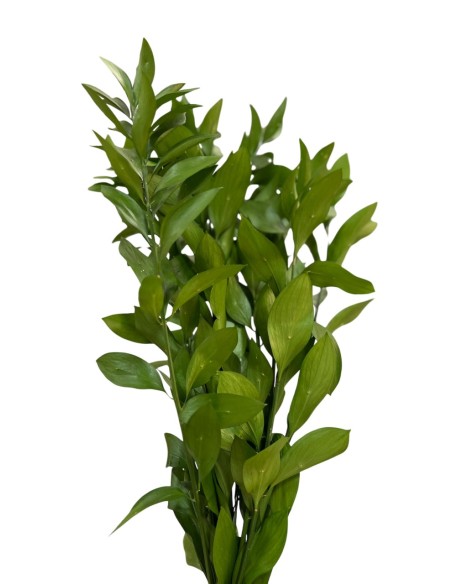 RUSCUS PRESERVADO VERDE