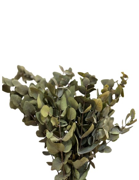 EUCALIPTUS PRESERVADO
