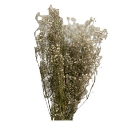GYPSOPHILA PRESERVADA