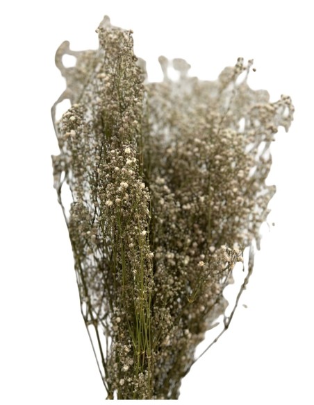 GYPSOPHILA PRESERVADA