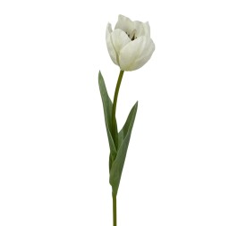 R.TULIPAN X1 TACT.NATUR., CREMA 48cm(6cm)