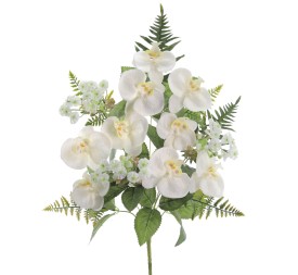 PALMA PHANELOPSIS 5571-01