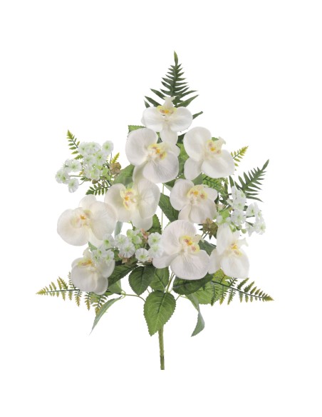 PALMA PHANELOPSIS 5571-01