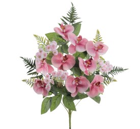 PALMA PHANELOPSIS 5571-12