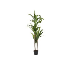 PLANTA PE 80X80X150 DRACAENA VERDE