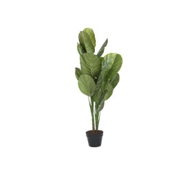 PLANTA PE 80X80X120 CALATEA VERDE