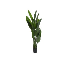 PLANTA PE 100X100X210 STRELITZIA VERDE