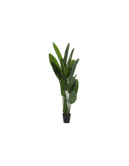 PLANTA PE 100X100X210 STRELITZIA VERDE