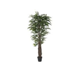 PLANTA PE 100X100X180 FICUS VERDE