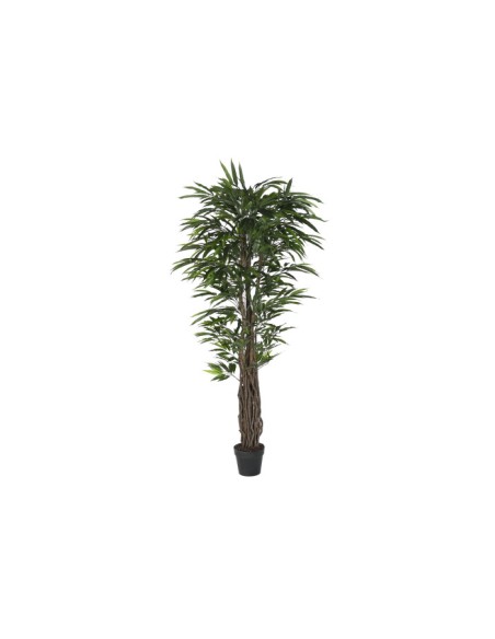 PLANTA PE 100X100X180 FICUS VERDE