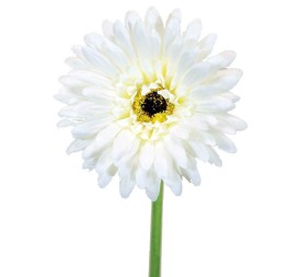 GERBERAX1 SATEN CREMA 60cm(10)