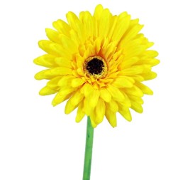 GERBERAX1 SATEN AMARI.60cm(10)