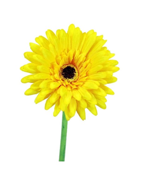 GERBERAX1 SATEN AMARI.60cm(10)