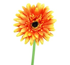 GERBERAX1 SATEN NARAN.60cm(10)