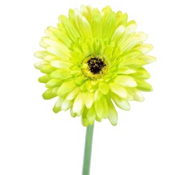 GERBERAX1 SATEN VERDE 60cm(10)