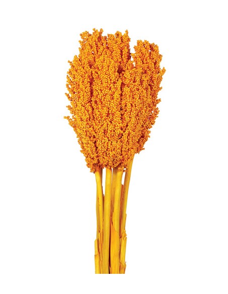 SORGHUM 80 cms. NARANJA (22)