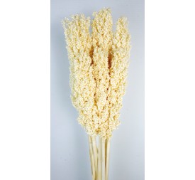 SORGHUM 80 cms. AMARILLO (F10)