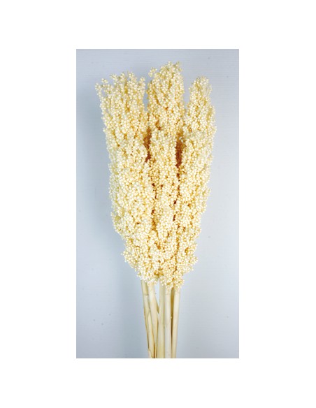 SORGHUM 80 cms. AMARILLO (F10)
