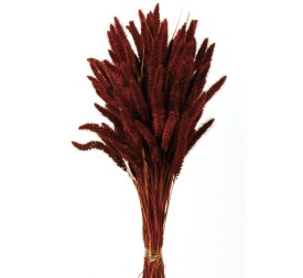 SETARIA 75 cms. MARRON (37)