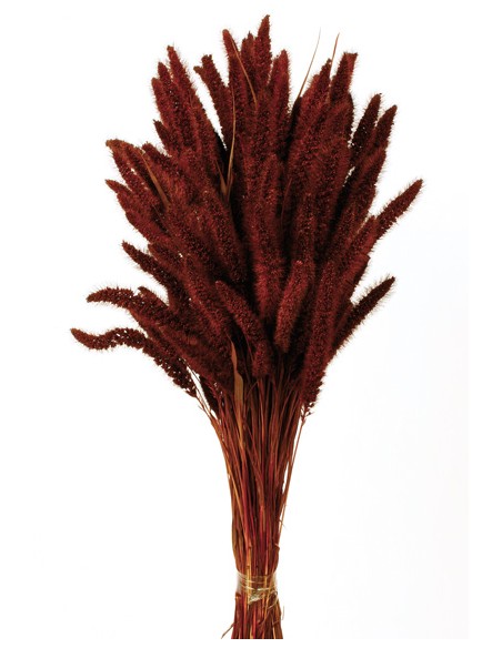 SETARIA 75 cms. MARRON (37)