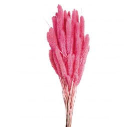 SETARIA 75 CMS ROSA (47)