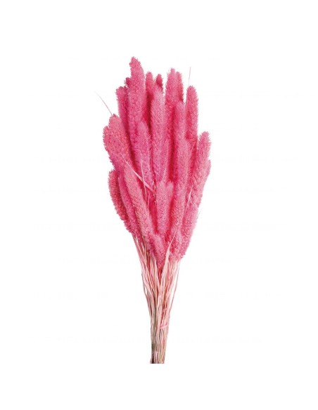 SETARIA 75 CMS ROSA (47)