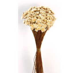 GLIXIA GIGANTE 45 cms. NATURAL (01)