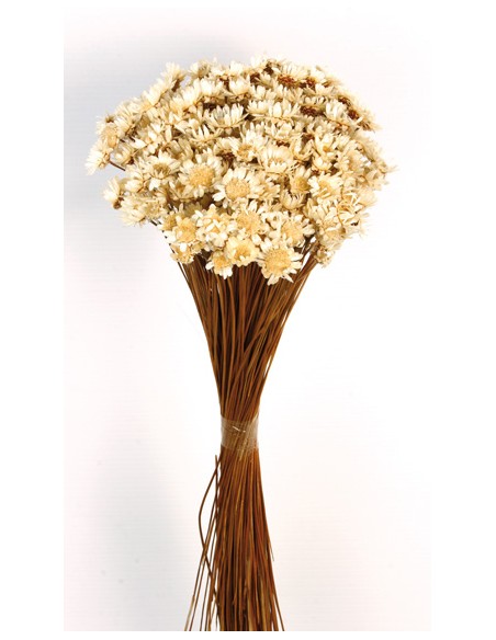 GLIXIA GIGANTE 45 cms. NATURAL (01)