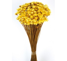 GLIXIA GIGANTE 45 cms. AMARILLO (12)
