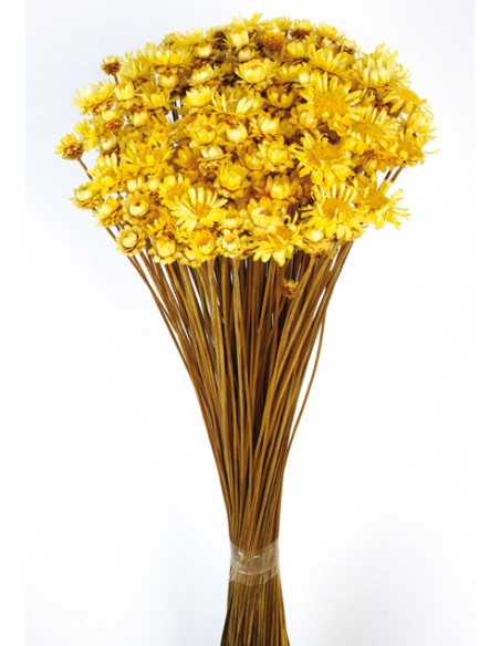 GLIXIA GIGANTE 45 cms. AMARILLO (12)