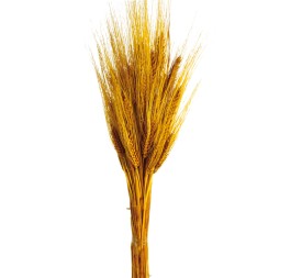 TRITICUM 80 cms. AMARILLO (14)
