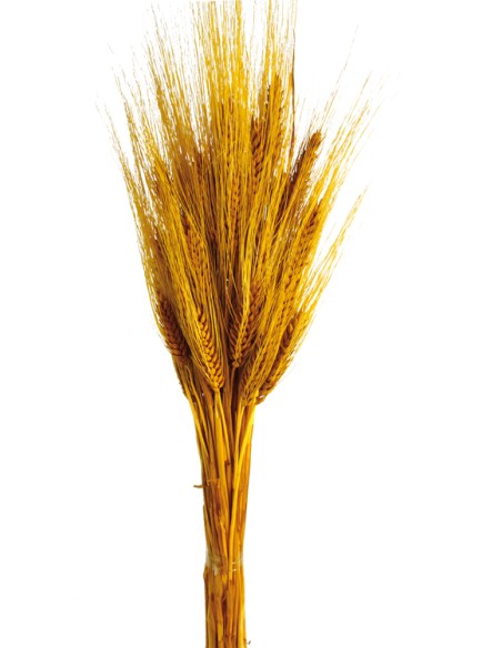 TRITICUM 80 cms. AMARILLO (14)