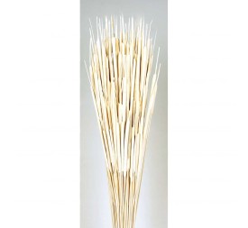 TYPHA MINI 80 cms. BLANCO (00)