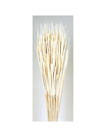TYPHA MINI 80 cms. BLANCO (00)