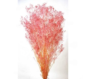 GYPSOPHILA PANICULATA PRESS 60 cms. ROSA (42)