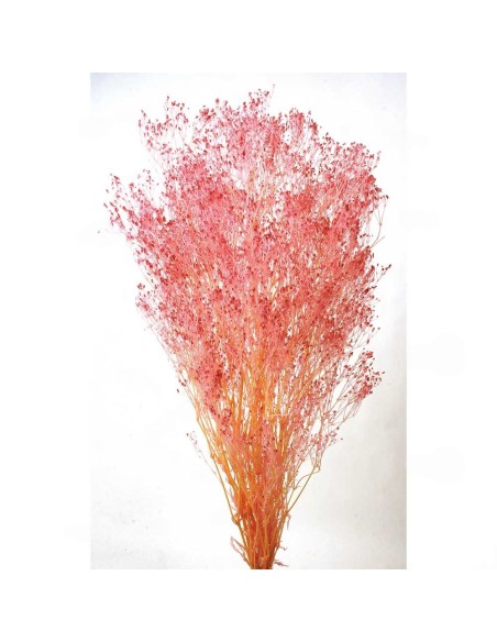 GYPSOPHILA PANICULATA PRESS 60 cms. ROSA (42)