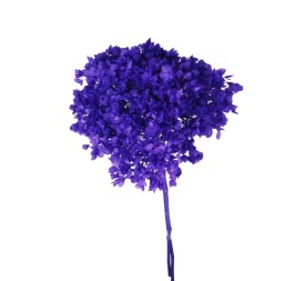 HYDRANGEA CABEZA PRESS MORADO (B88)