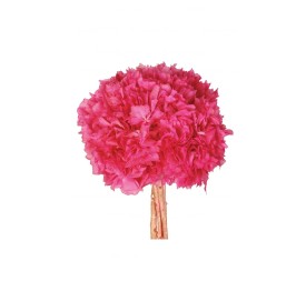 HORTENSIA PRESS (740B44)